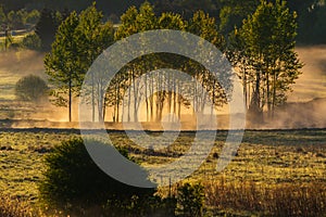 Forest at dawn, trees in fog