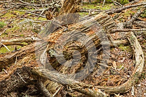 Forest Dead and Decaying Wood