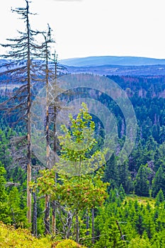 Wald tot tanne Bäume berg Gipfel deutschland 