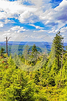 Wald tot tanne Bäume auf der berg Gipfel deutschland 