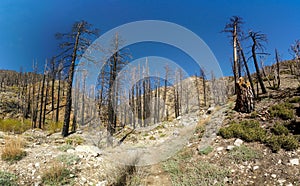 A forest with dead trees and a clear blue sky