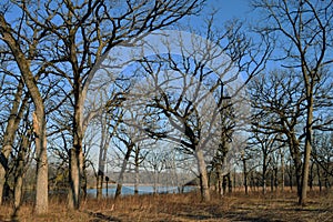 Forest, Dead, Trees, Lake