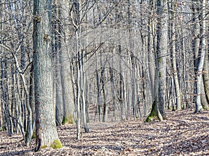 Forest in december in Maramures county, Romania. Forest landscape