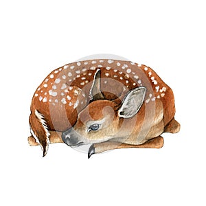 Forest deer cub. Beautiful fawn hand drawn image. Watercolor sleeping bambi illustration. Wild young deer animal with photo