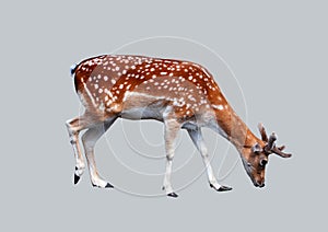 Forest deer isolated on gray background.
