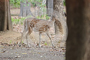 Forest deer photo