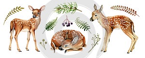 Forest deers. Beautiful fawn image. Watercolor bambi illustration. Wild young deer animal with white back spots, fern photo