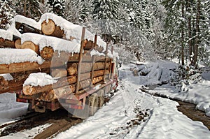 In the forest. Deforestation. Truckload of logs
