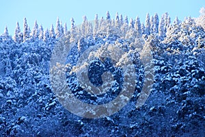 Forest and Deodar Trees on Himalayan Mountains covered by Snow with Sunlight on Top against Blue Sky