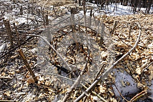 Forest is destroyed by the loggers. Empty space without trees with stumps and slivers