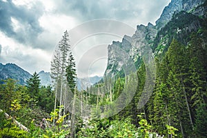 Forest destroyed during a storm. Natural forest of spruce trees. Bielovodska valley in High Tatras mountains, Slovakia. Forest cal