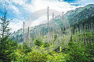 Les zničený během bouře. Přírodní les smrků. Bielovodská dolina ve Vysokých Tatrách, Slovensko. Lesní kal