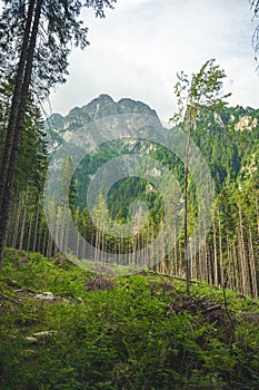 Les zničený počas búrky. Prirodzený les smrekov. Bielovodská dolina vo Vysokých Tatrách na Slovensku. Lesná kal