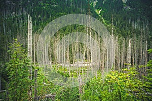 Forest destroyed during a storm. Natural forest of spruce trees. Bielovodska valley in High Tatras mountains, Slovakia. Forest cal