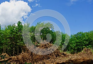 Forest destroyed for urban development