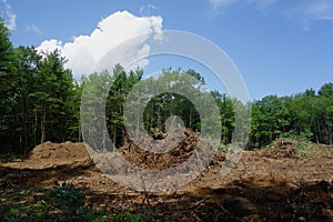 Forest destroyed for urban development