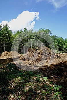 Forest destroyed for urban development