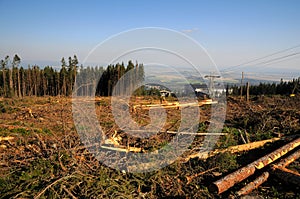 Forest destruction