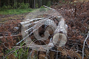 Forest Destruction. Deforestation, timber. Trees and branches cut down