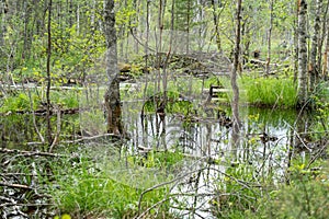 Forest detail in Hiidenportti National Park in Finland