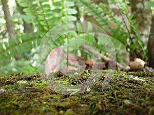 Forest detail of moss tapestry with ferns and dry leaves