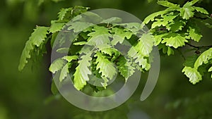 Forest detail, with young oak leaves