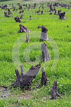 Forest devastated photo