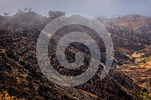 Forest devastated by fire in the mountains