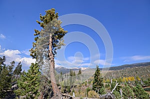 Forest in the Devils Postpile