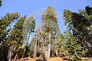 Forest in the Devils Postpile