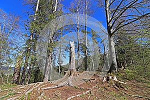 Forest dieback in the Alps. Broken trees in mountain forest