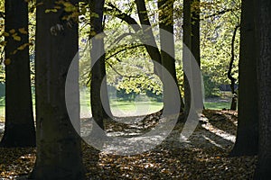 Forest dieback caused by the climate crisis is hitting the forests