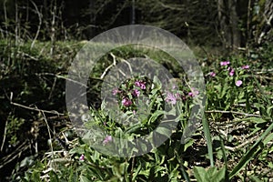 Forest dieback caused by the climate crisis is hitting the forests