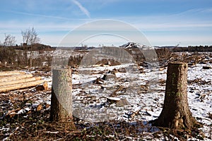 Forest dieback, cleared forest in Germany
