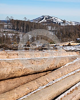 Forest dieback, cleared forest in Germany