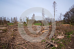 Forest dieback, cleared forest in Germany