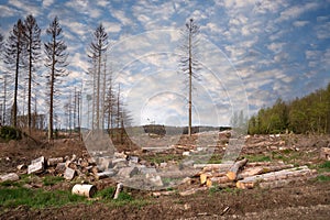 Forest dieback, cleared forest in Germany
