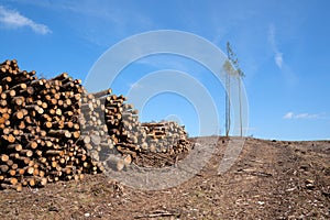 Forest dieback, cleared forest in Germany