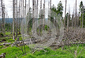 Forest dieback