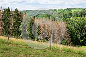 forest dieback in south Germany