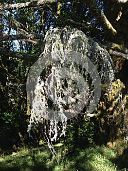 Forest, Dipsea Trail, Stinson Beach, San Francisco, CA