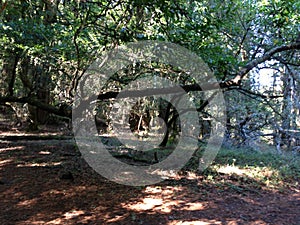 Forest, Dipsea Trail, Stinson Beach, San Francisco, CA