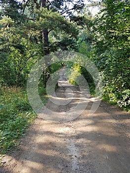 Forest dirt path among the trees