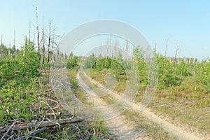 Forest dirt road in central Russia.