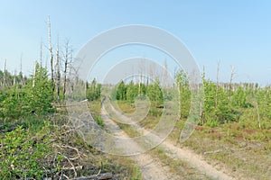 Forest dirt road in central Russia.