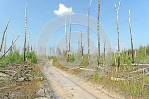 Forest dirt road in central Russia.