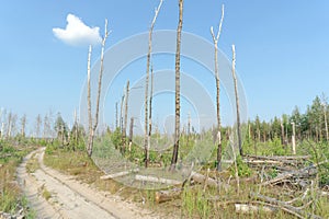 Forest dirt road in central Russia.