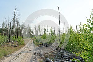 Forest dirt road in central Russia.