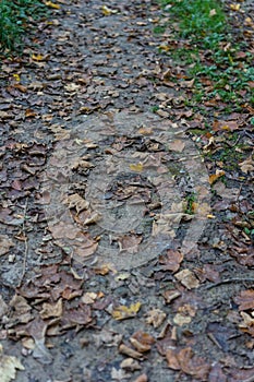 Forest dirt road mud with autumn leaf