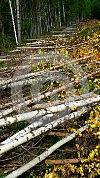 Forest dirt road in the Northern forest